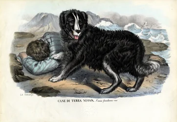 Hunde, 1863-79
